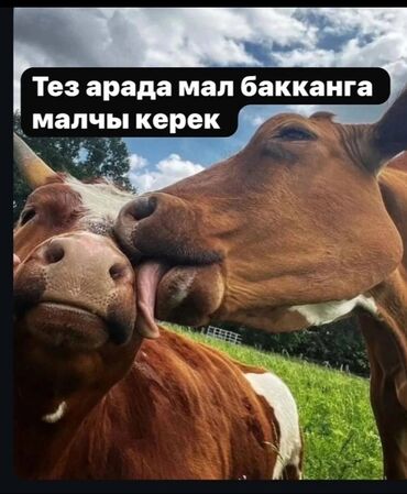 лекарство для животных: Мал караганы малчы керек. Айлыктан сырткары тамак ашы берилет