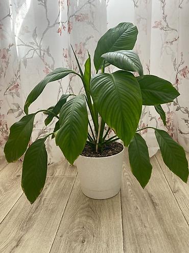 сенсация спатифиллум: Спатифиллум (Spathiphyllum) в горшке. - Домашнее вечнозелёное — 1