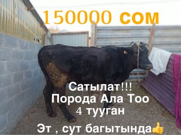 продам курей: Продаю | Корова (самка) | Алатауская | На откорм, Для разведения, Для молока