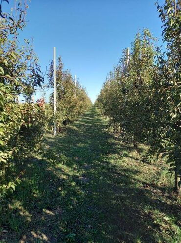 Prodaja zemljišta: Poljoprivredno zemljište — 7