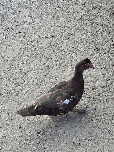 keci: Muscovy (indoutka) ördəyi – qəhvəyi rəngli, bədənində ağ ləkələr — 1