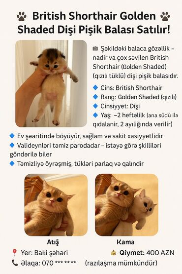 pişik cütləşdirilir: Britan, Dişi, Yaxşı əllərə, Pulsuz çatdırılma