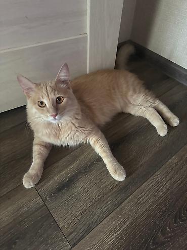pişik üçün yuva: Передержка в уютной квартире около м. Нефчиляр 🐶🐱 Принимаем на — 8