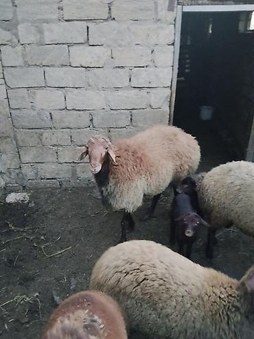 keci satsi: Erkək, il: 1, 90 kq, Ətlik, Ünvandan götürmə — 3