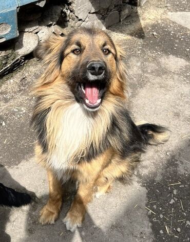 хмонг собака купить москва: 💙Бруно💙 Красавец парень в самом расцвете сил. Ему около 10-11месяцев