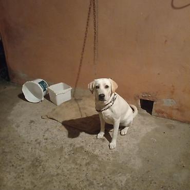 pitbul sekilleri: Labrador-retriver, 1 il, Dişi — 2
