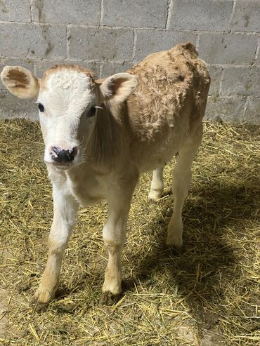 купить корову голштинской породы: Куплю | Коровы, быки | Круглосуточно
