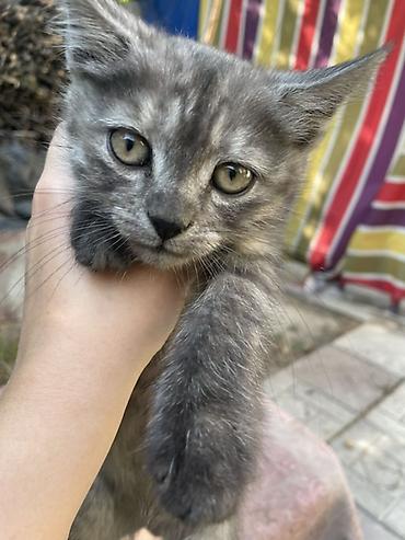 канарейка мазайка: Кошка даром: Балинезийская, 2 месяца, Мальчик — 2