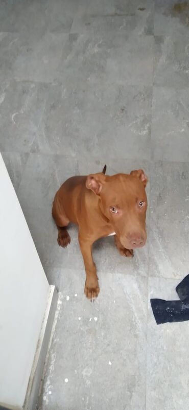 itlər pitbul: Pitbul, 6 ay, Erkek, Ünvandan götürmə