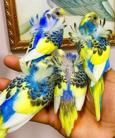 Tutuquşları: Yaponic cütü 70 azn — 15