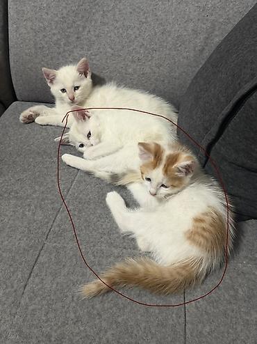 рыжие котята бесплатно: Отдам даром (бесплатно) котят в хорошие, добрые руки Рыжая - девочка — 4
