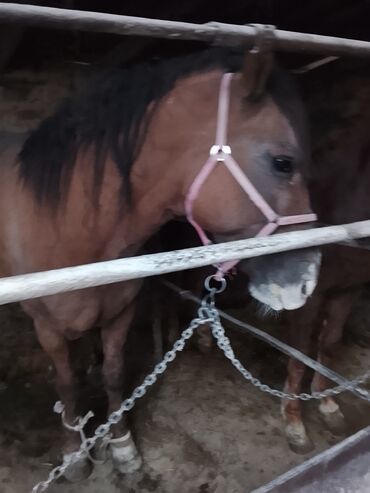 Лошади, кони: Продаю | Конь (самец) | Рабочий — 1