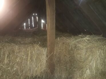 одежда для собак в баку: Təp-Təzə ot satılır.Heç bir zibili yoxdur təmizdir.Kim isteyir əlaqə