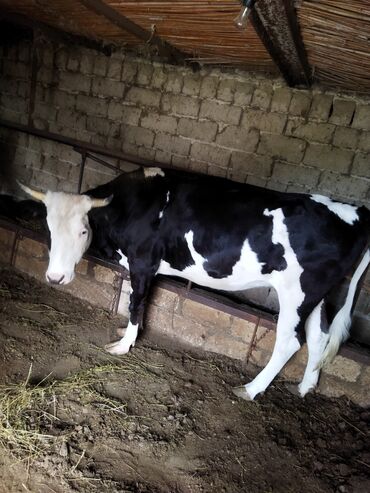 Коровы, быки: Самка, Simental, лет: 1, 150 кг, Для разведения, Для мяса, Самовывоз