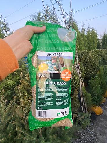 Газон: Газон газоны спорт низко рослый солнечный теневой универсальный — 3