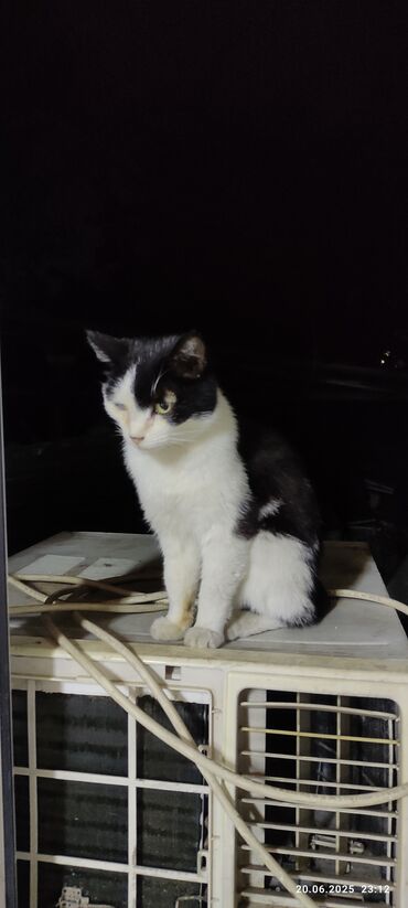 приют для котят бишкек: Кошка даром: Беспородная, Девочка, Проглистована