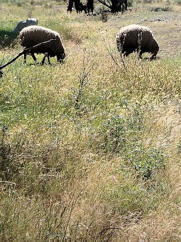 qaz ve ordek satisi: Qurbanlıq erkek toglulardi diri çəkisi 50kq - Cins: yerli qarışıqlar — 1