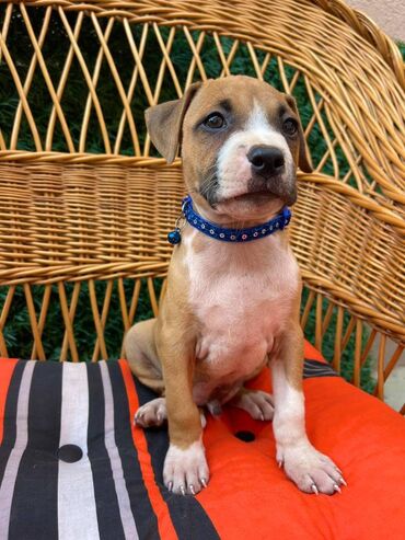 Psi: Registrovana odgajivacnica pasa "Happy Puppies" ima u ponudi prelepe — 2