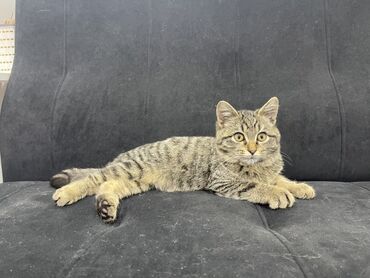 купить американского бульдога: Отдам в добрые руки! Кошечка, 3-4 месяца: ласковая, знает лоток, все