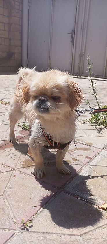 akvarium az: Pekines, 1 il, Dişi — 1