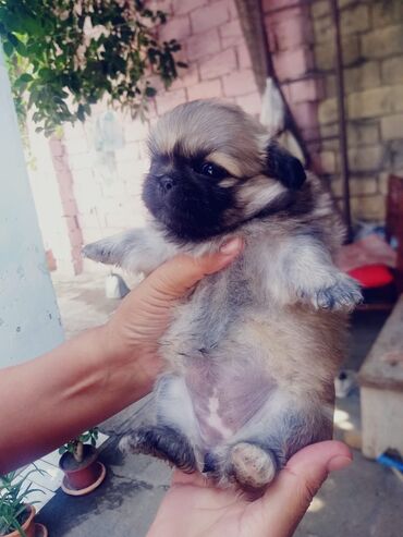 pekines cutlesdirmek: Пекинес, 1 месяц, Самец, Для вязки, Самовывоз