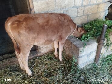 Inəklər, öküzlər: Dişi, il: 3, 400 kq, Damazlıq, Südlük, Ünvandan götürmə