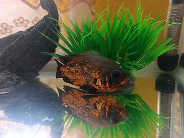 Akvariumlar: Akvarium və balıq dəsti satılır. Dəst tərkibi: - Şüşə akvarium — 3