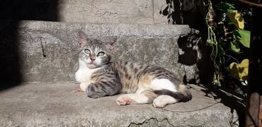 Mačke: Male mace NA POKLON! Idealna prilika za sve koji žele kućnog — 22