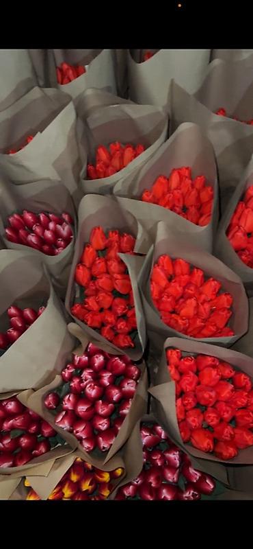 Букеты из живых цветов: 🌷 Тюльпаны оптом и в розницу!🌷 Свежие, хрустящие, плотные бутоны 🌿 at lalafo.kg — 11 Букеты из живых цветов: 🌷 Тюльпаны оптом и в розницу!🌷 Свежие, хрустящие, плотные бутоны 🌿 — 11