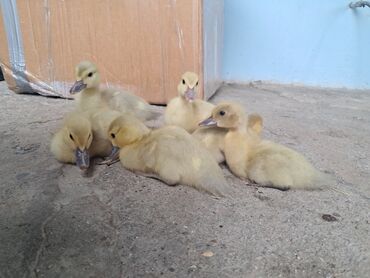 Digər quşlar: Lavanda Gumusu lal ordek. 10 gunluk. maraglanan Watsapa yazsin ozun