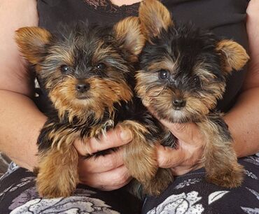 Yorkshire Terrier Puppy For adoption 11 Weeks old READY TO LEAVE, Vet