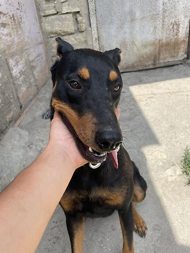 itler: Doberman, 1 ay, Dişi, Peyvəndli, Ödənişli çatdırılma — 2