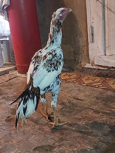 Xoruzlar: Xoruz, il: <1, Ödənişli çatdırılma — 6