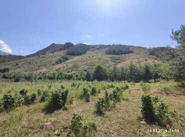 Продажа участков: 255 соток, Для сельского хозяйства — 11