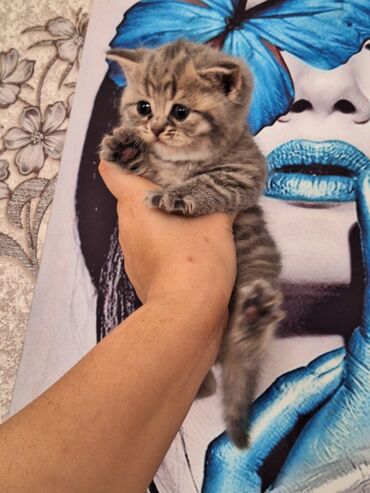 Pişiklər: Cins Paroda pişikləri. Şotland, Britan, Pers. Rəngləri də cür bə cür -da lalafo.az — 10 Pişiklər: Cins Paroda pişikləri. Şotland, Britan, Pers. Rəngləri də cür bə cür — 10