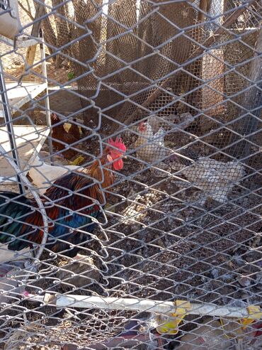 металлический ящик: Сатам | Тооктор, Короздор | Үй | Жумуртка туудуруу үчүн lalafo.kg да металлический ящик: Сатам | Тооктор, Короздор | Үй | Жумуртка туудуруу үчүн