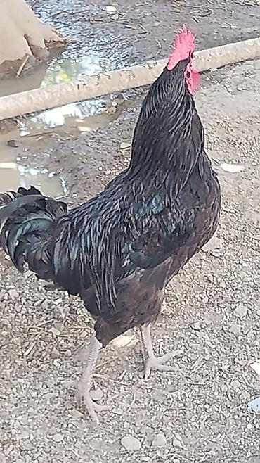 at şekilleri: Xoruz, il: 1, Ödənişli çatdırılma — 2