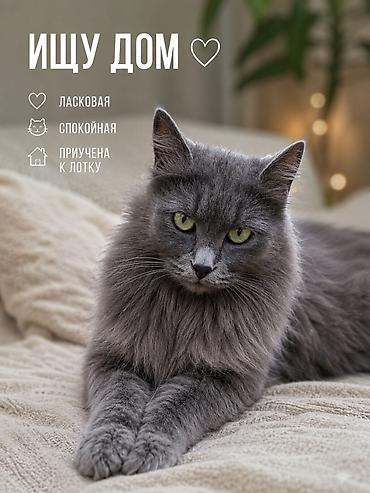 Животные: Девочка — 1