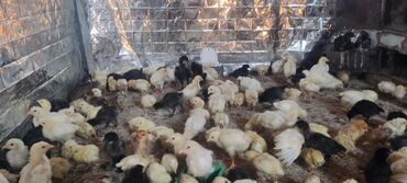 продаю раков: Продаю | Цыплята | Домашняя | На забой, Для разведения, Несушки