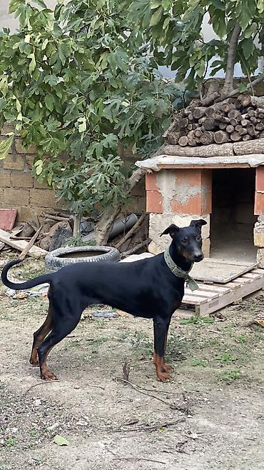 baskervillerin iti: Doberman, 11 ay, Dişi, Ünvandan götürmə — 10