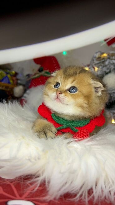 Xaltalar, qayışlar və tasmalar: Gold shinshilla skodish balalar — 1