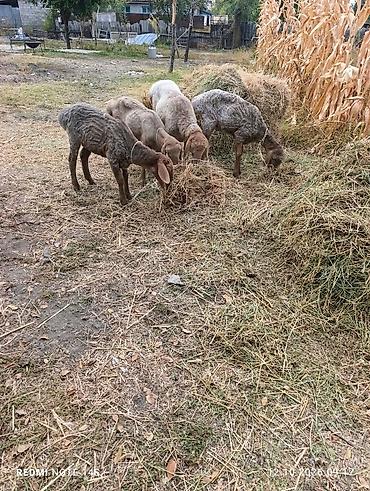 А/ч жаныбарларын сатам: Сатам | Ургаачы кой (ургаачы) | Көбөйтүү үчүн — 1