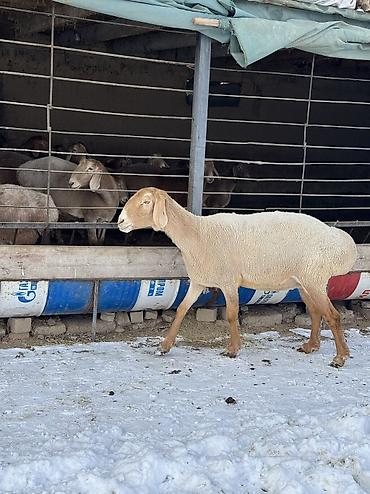 Баран, овца: Продаю | Овца (самка) | Арашан | Для разведения | Матка — 9