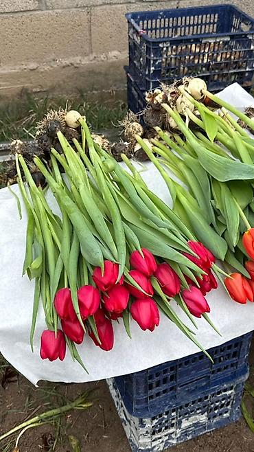 Букеты из живых цветов: Оптом и розницыбукеты тюльпанов - Состав: свежесрезанные тюльпаны — 21