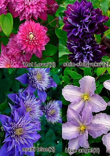 клематис цветы: В продаже клематисы ; Hot Love blue angel perida shin-shigyoku — 1