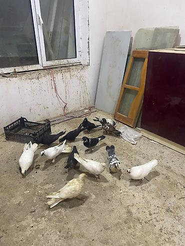 quş satisi: Tergidme heyvalar 12 eded tecli satlr icinde balada var ucan qusda var — 1