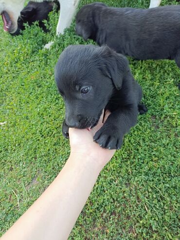 Продажа собак: Лабрадор-ретривер, 2 месяца, Самец — 2