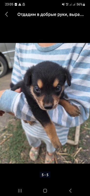 купить щенка лабрадора: ПРИВИТЫЕ, отдадим в хорошие руки, вырастут крупные