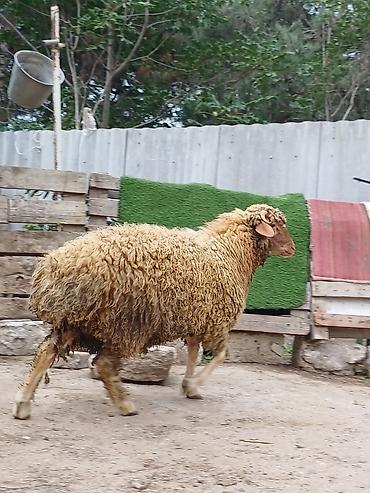 akvarium balaca: Erkək, il: 8, 44 kq, Damazlıq, Ödənişli çatdırılma — 6