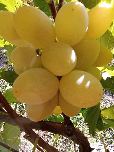 Meyvə və giləmeyvə: Məhsul: Avatar kişmişi (uzun, barmaq formalı qara üzüm sortu) - — 9